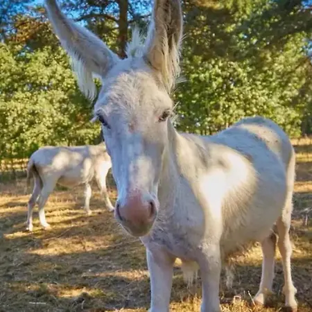 Mobil 6 Personnes 3 A 25 Min Puy Dufou אתר קמפינג *